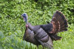 Wild Turkey, Meleagris gallopavo