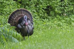 Wild Turkey, Meleagris gallopavo