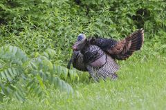 Wild Turkey, Meleagris gallopavo