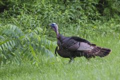 Wild Turkey, Meleagris gallopavo