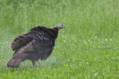 Wild Turkey, Meleagris gallopavo