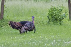 Wild Turkey, Meleagris gallopavo