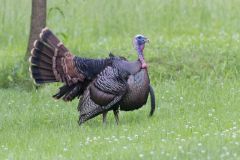 Wild Turkey, Meleagris gallopavo