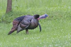 Wild Turkey, Meleagris gallopavo