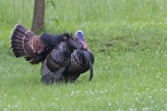 Wild Turkey, Meleagris gallopavo