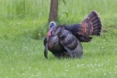 Wild Turkey, Meleagris gallopavo