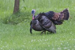 Wild Turkey, Meleagris gallopavo