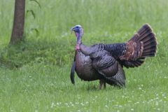 Wild Turkey, Meleagris gallopavo