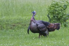 Wild Turkey, Meleagris gallopavo