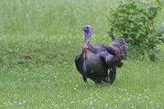 Wild Turkey, Meleagris gallopavo