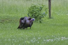 Wild Turkey, Meleagris gallopavo