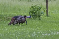 Wild Turkey, Meleagris gallopavo