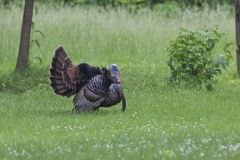 Wild Turkey, Meleagris gallopavo