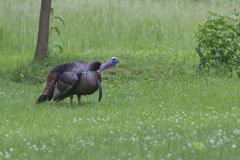 Wild Turkey, Meleagris gallopavo