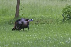 Wild Turkey, Meleagris gallopavo