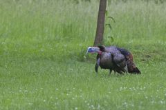 Wild Turkey, Meleagris gallopavo