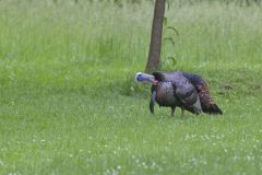 Wild Turkey, Meleagris gallopavo