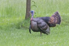 Wild Turkey, Meleagris gallopavo