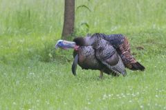 Wild Turkey, Meleagris gallopavo