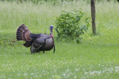 Wild Turkey, Meleagris gallopavo