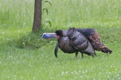 Wild Turkey, Meleagris gallopavo