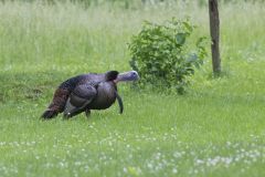 Wild Turkey, Meleagris gallopavo