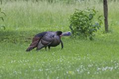 Wild Turkey, Meleagris gallopavo