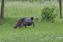 Wild Turkey, Meleagris gallopavo