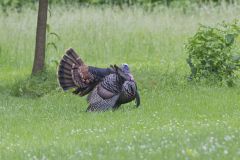 Wild Turkey, Meleagris gallopavo