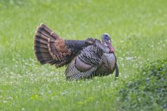 Wild Turkey, Meleagris gallopavo