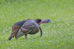 Wild Turkey, Meleagris gallopavo