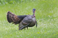 Wild Turkey, Meleagris gallopavo