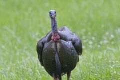 Wild Turkey, Meleagris gallopavo