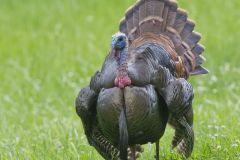 Wild Turkey, Meleagris gallopavo