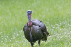 Wild Turkey, Meleagris gallopavo