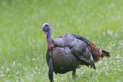 Wild Turkey, Meleagris gallopavo