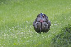 Wild Turkey, Meleagris gallopavo