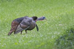 Wild Turkey, Meleagris gallopavo