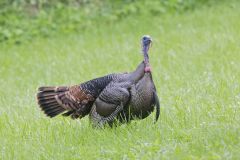 Wild Turkey, Meleagris gallopavo