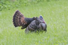 Wild Turkey, Meleagris gallopavo