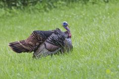 Wild Turkey, Meleagris gallopavo