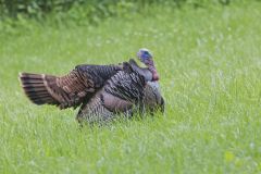 Wild Turkey, Meleagris gallopavo