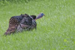 Wild Turkey, Meleagris gallopavo