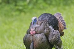 Wild Turkey, Meleagris gallopavo