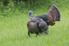 Wild Turkey, Meleagris gallopavo