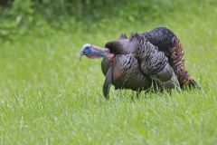 Wild Turkey, Meleagris gallopavo