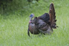 Wild Turkey, Meleagris gallopavo