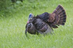 Wild Turkey, Meleagris gallopavo