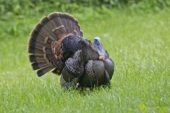 Wild Turkey, Meleagris gallopavo