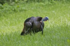 Wild Turkey, Meleagris gallopavo